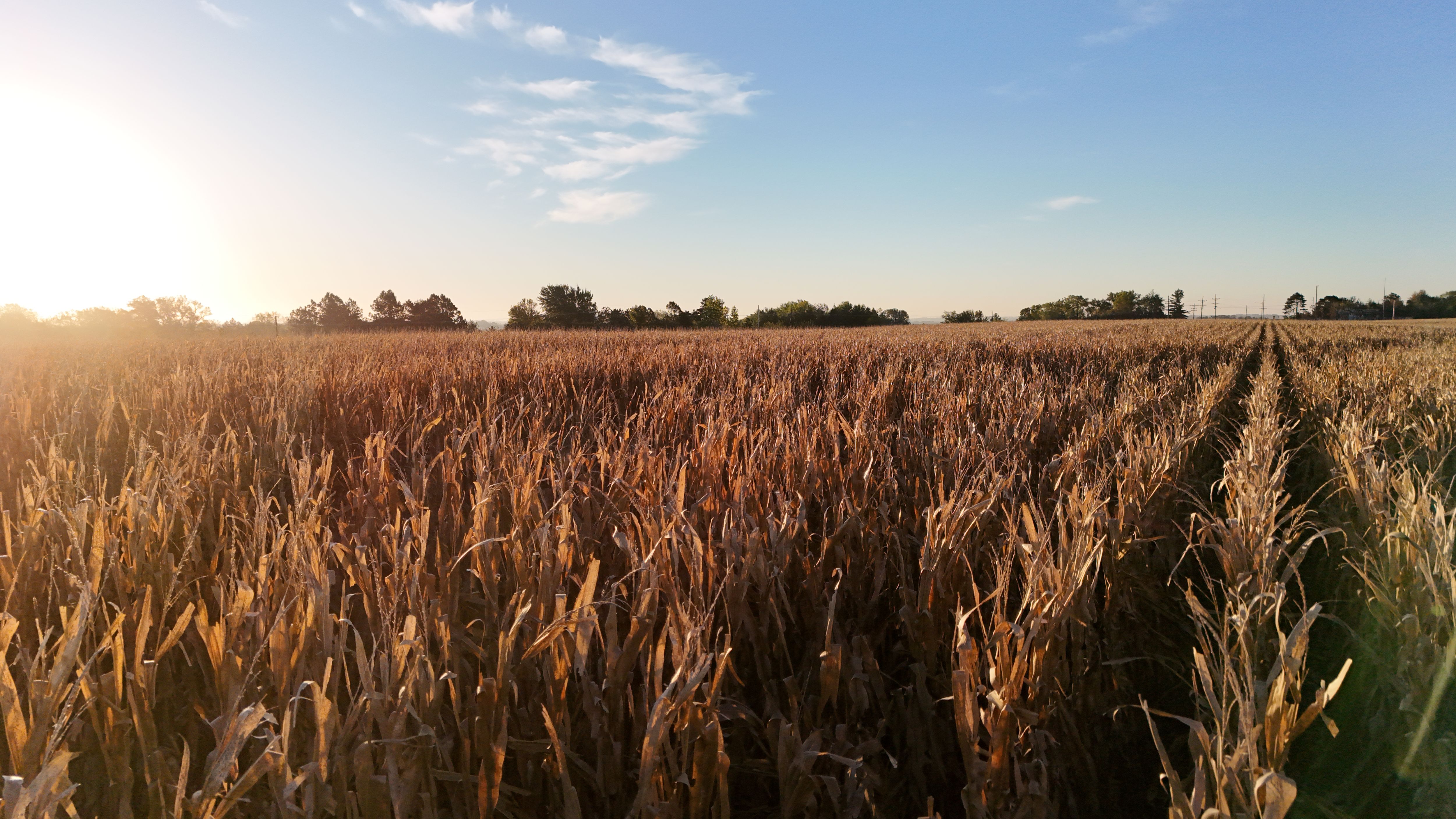 Listing Photo: lancaster-county-ne-125-acres (17)